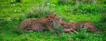 10 Days Self-drive Safari to Tanzania