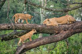 Lake Manyara National Par