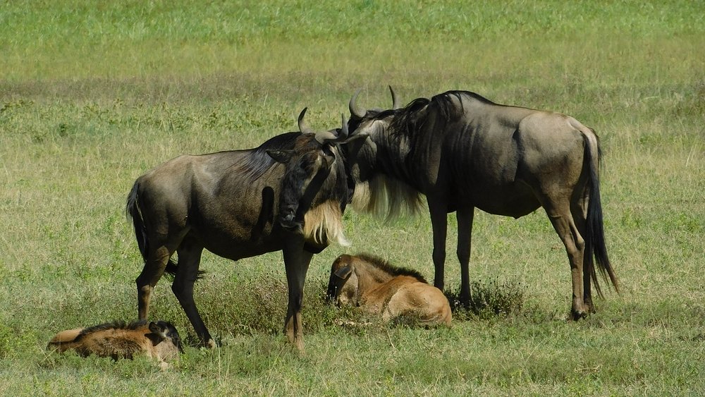 Serengeti National Park