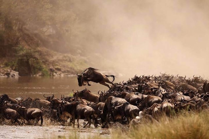 A Guide to the Great Migration in Tanzania