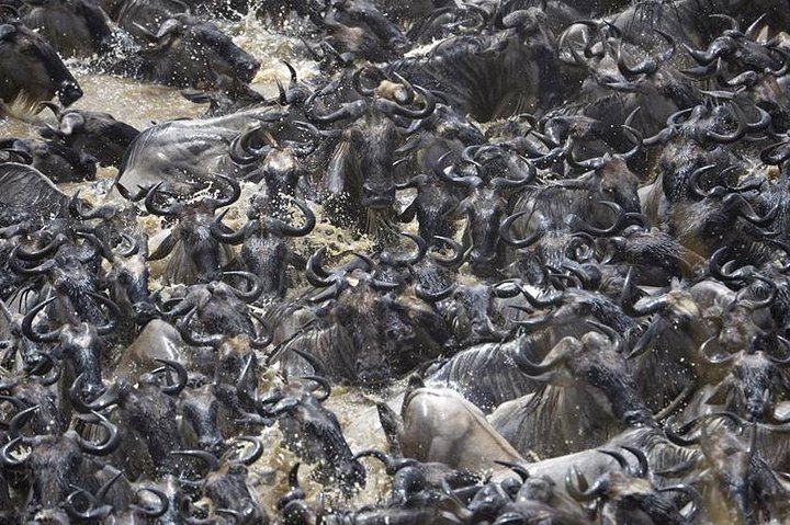 Experience East Africa’s Annual Great Migration
