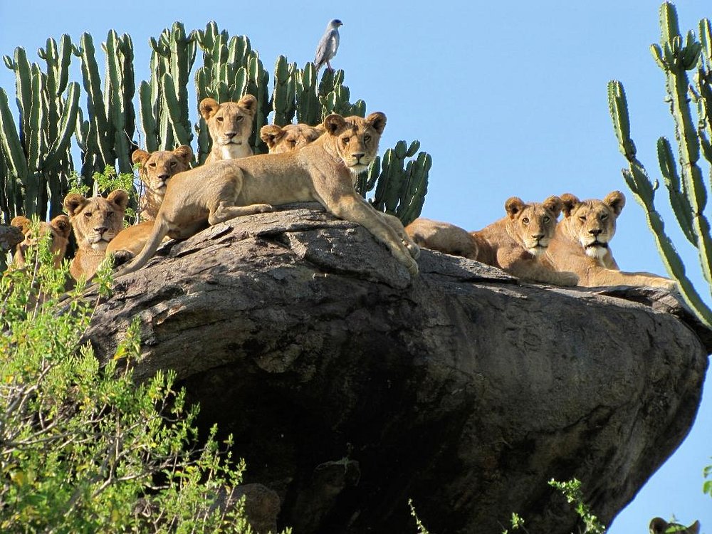 Game Drives in Tanzania: Serengeti & Beyond