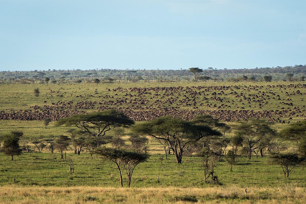 Game Drives in Tanzania: Serengeti & Beyond