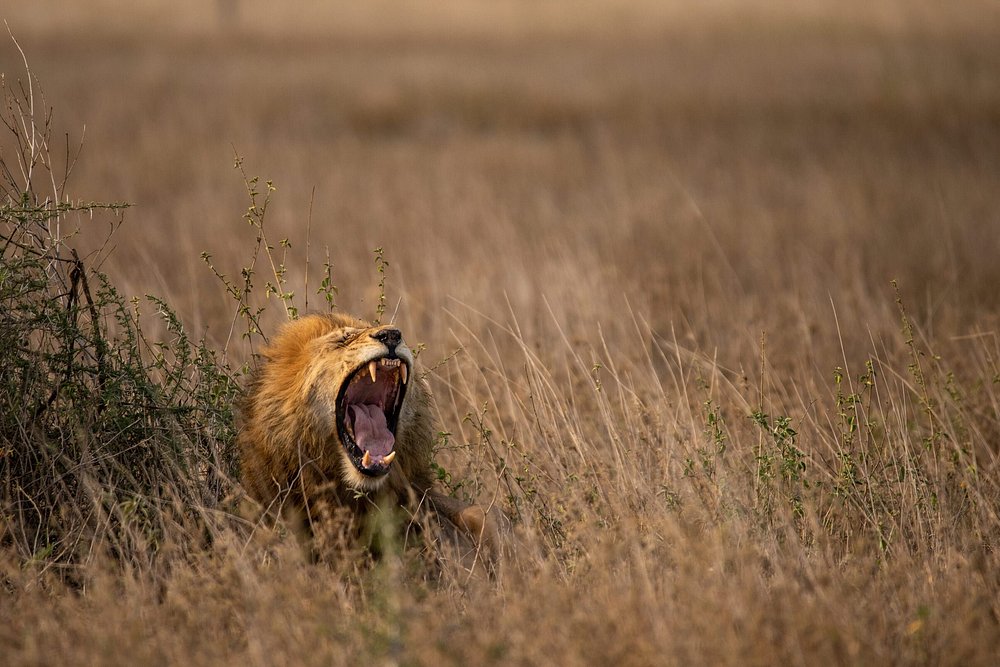 Game Drives in Tanzania: Serengeti & Beyond