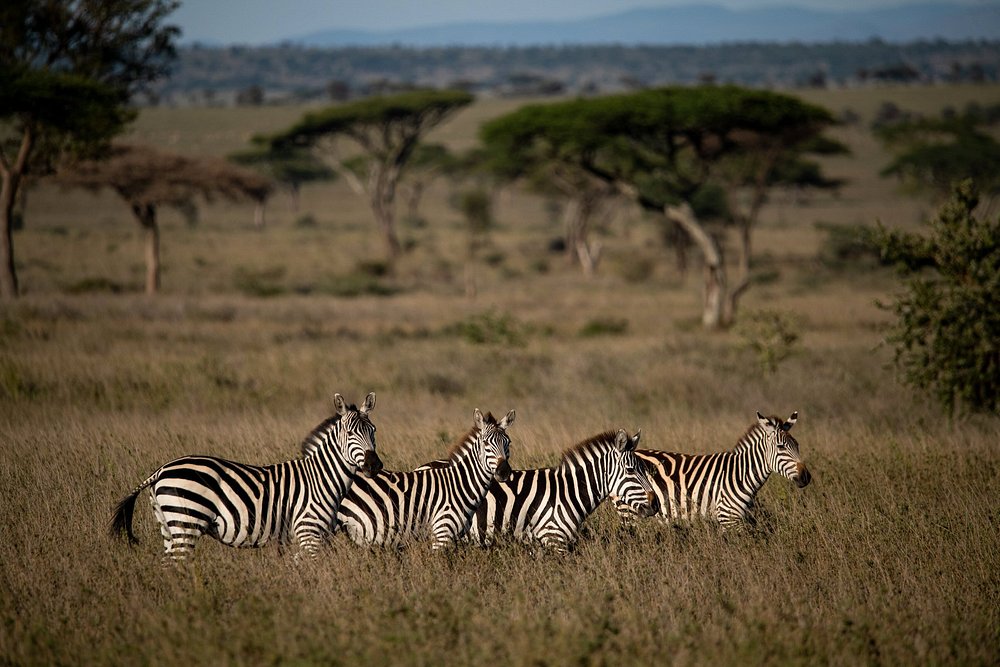 Ngorongoro Crater