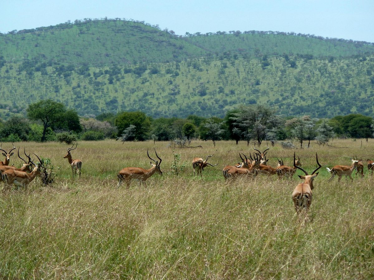 Top 6 Amazing Places to Visit on A Tanzania Self Drive Trip