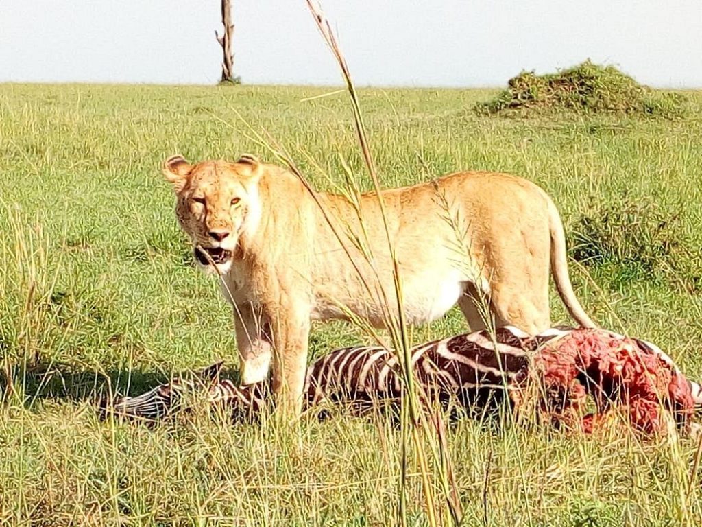 serengeti 