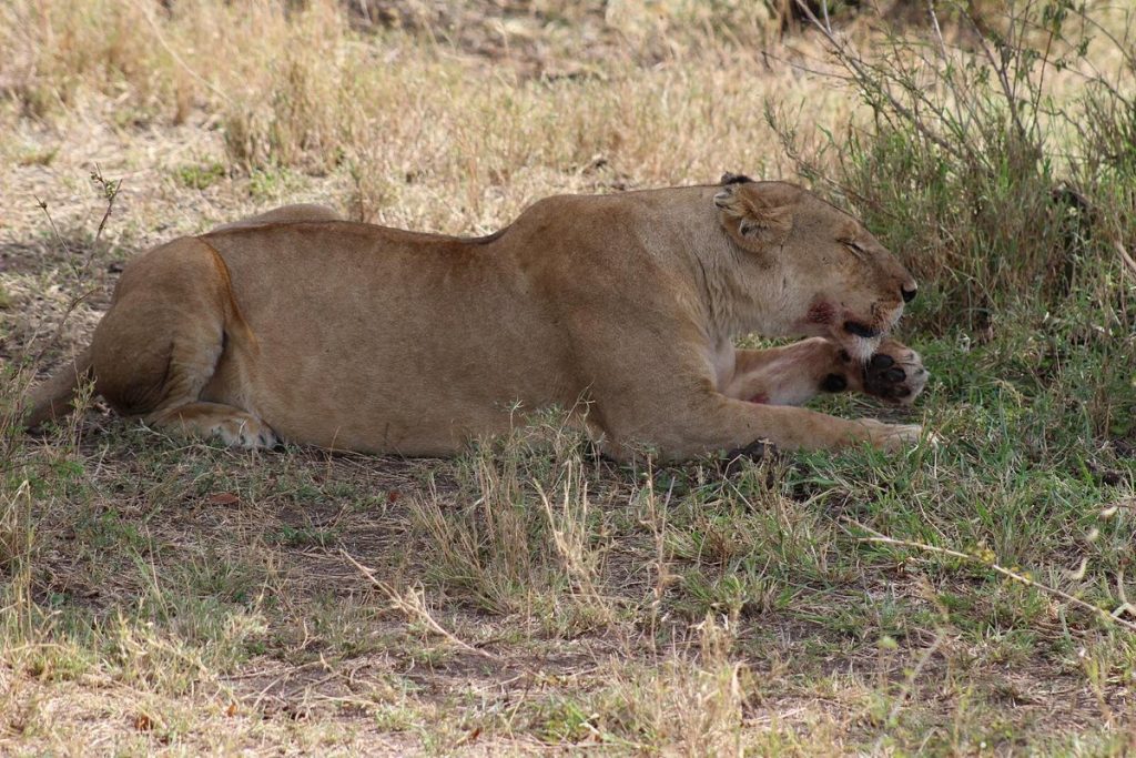 serengeti national park