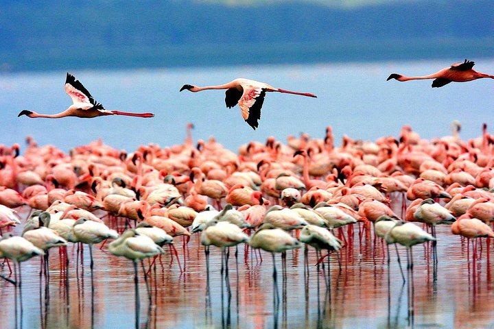 Lake Manyara National Park Excursion