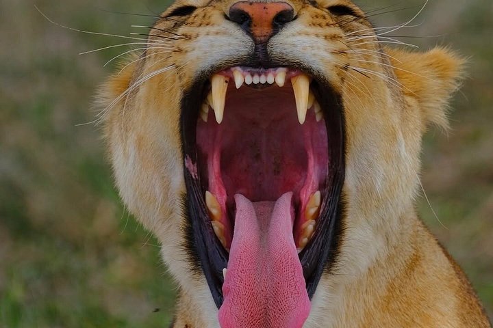 Best Tanzania Tours and Excursions for First-Time Travellers